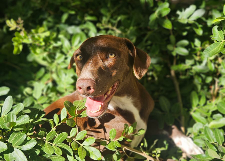 Macaé amplia atendimento de proteção animal e canais de cuidado