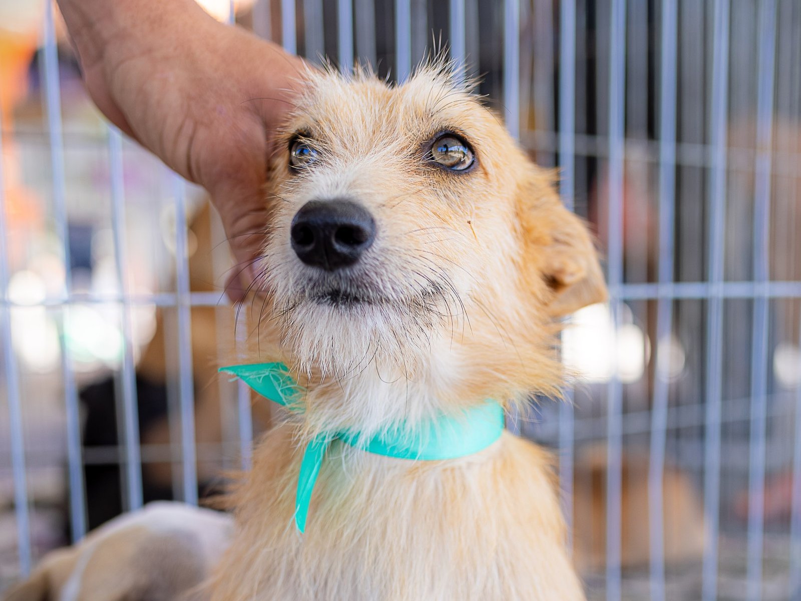 Maricá terá campanha de adoção de cães e gatos neste sábado
