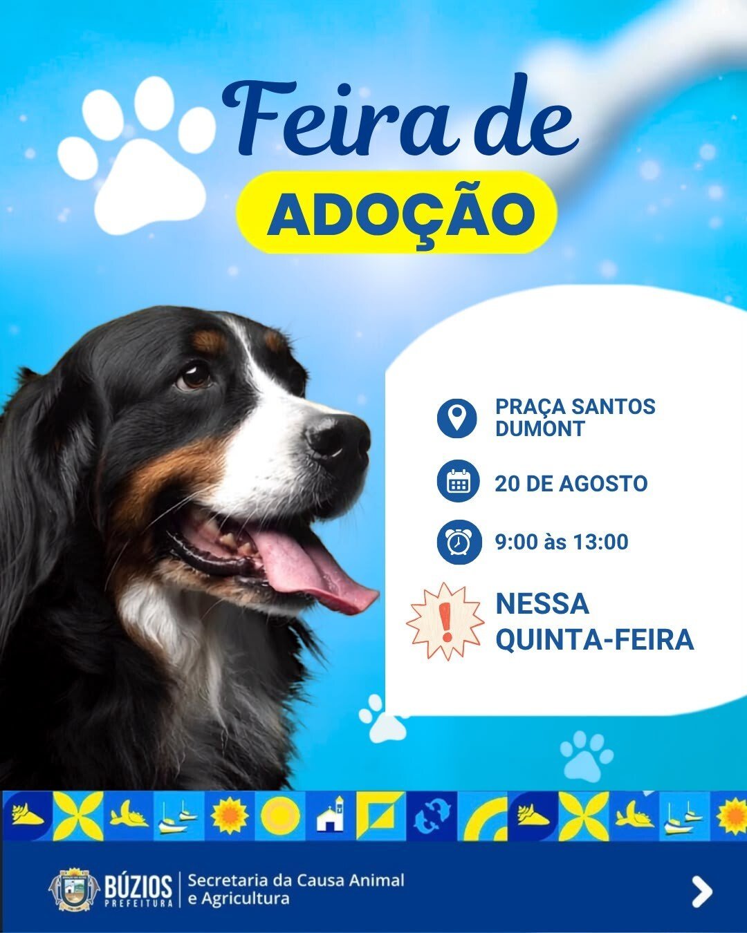 Búzios terá feira de adoção de cães e gatos nesta quinta-feira