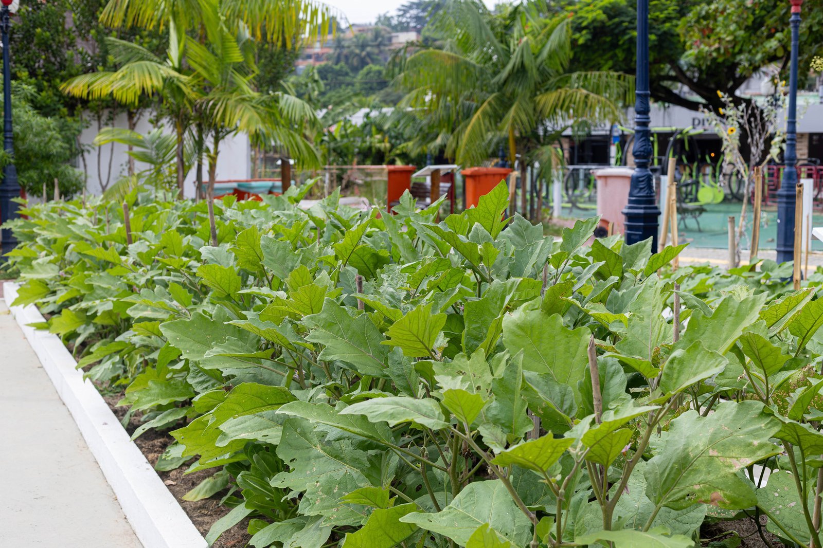 Maricá distribui alimentos de unidades agroecológicas a instituições e famílias