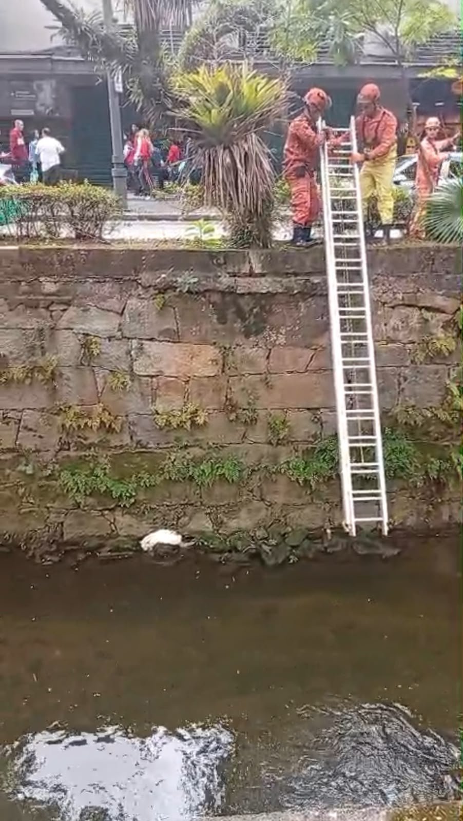 Gato é resgatado no rio da Rua do Imperador em Petrópolis