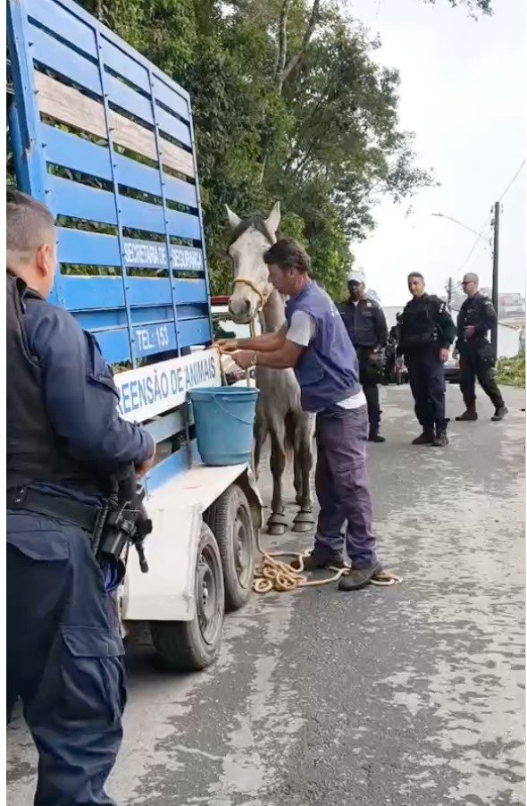 Cavalo solto em via pública é resgatado no Quitandinha, em Petrópolis