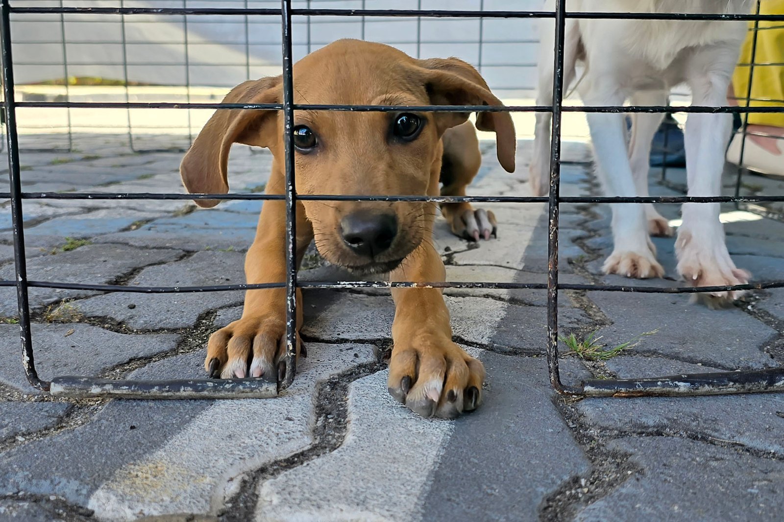 Feira de adoção de animais será realizada neste sábado em Macaé