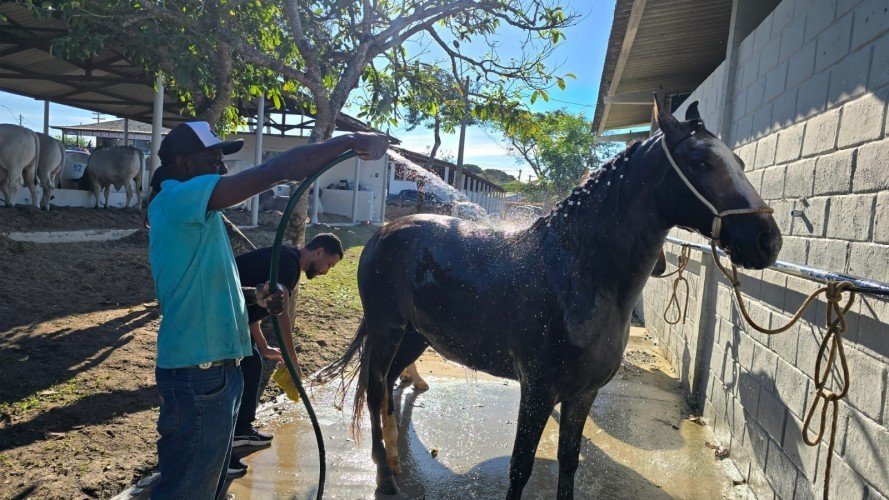 Cavalo Jagunço conquista tricampeonato na Expo Agro em Araruama