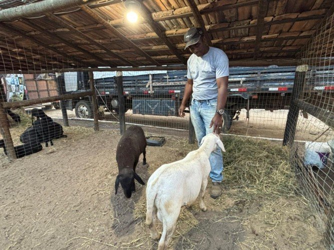 Ovinos Santa Inês e Dorper aproximam público da criação em Araruama