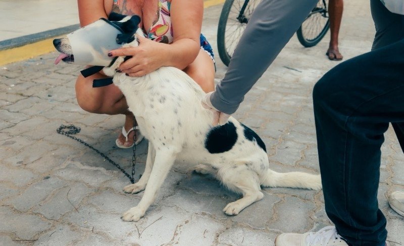 Vacinação antirrábica itinerante segue em São João da Barra