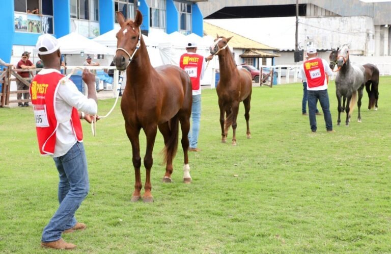 Quissamã reúne 70 animais em exposição classificatória do Mangalarga Marchador