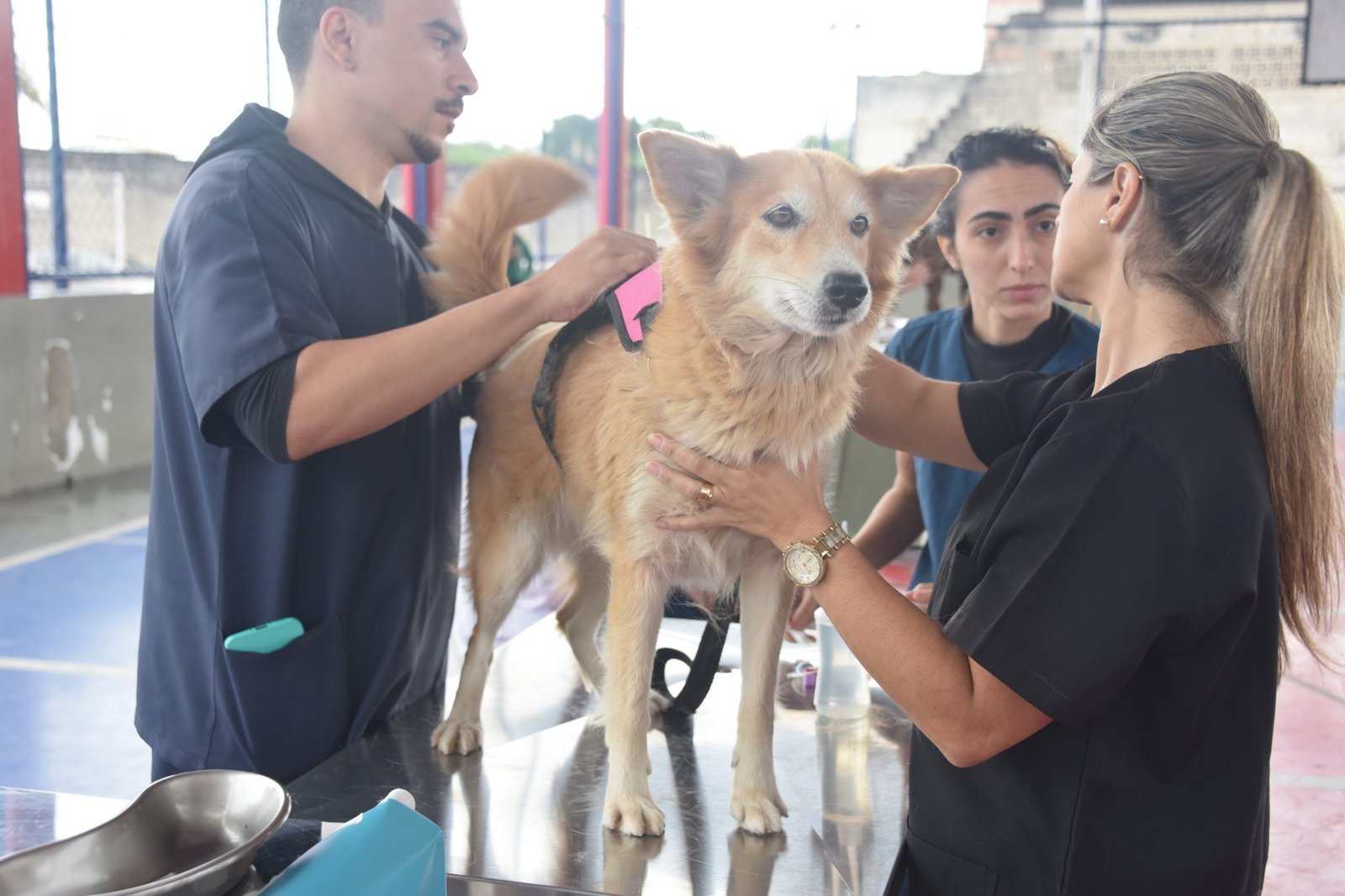 Maricá inicia mutirões gratuitos para cadastro e microchipagem de pets