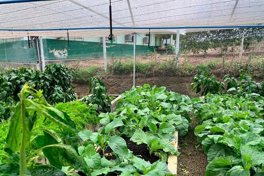 Estufa em São Francisco de Itabapoana beneficia famílias quilombolas com nova colheita