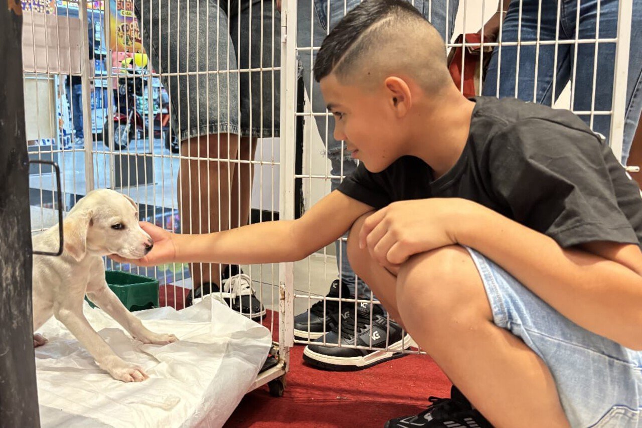 Feira de adoção em Campos reúne mais de 4 mil visitantes e leva cães e gatos a novos lares