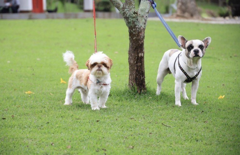 Araruama realiza 802 castrações gratuitas de cães e gatos em cinco dias