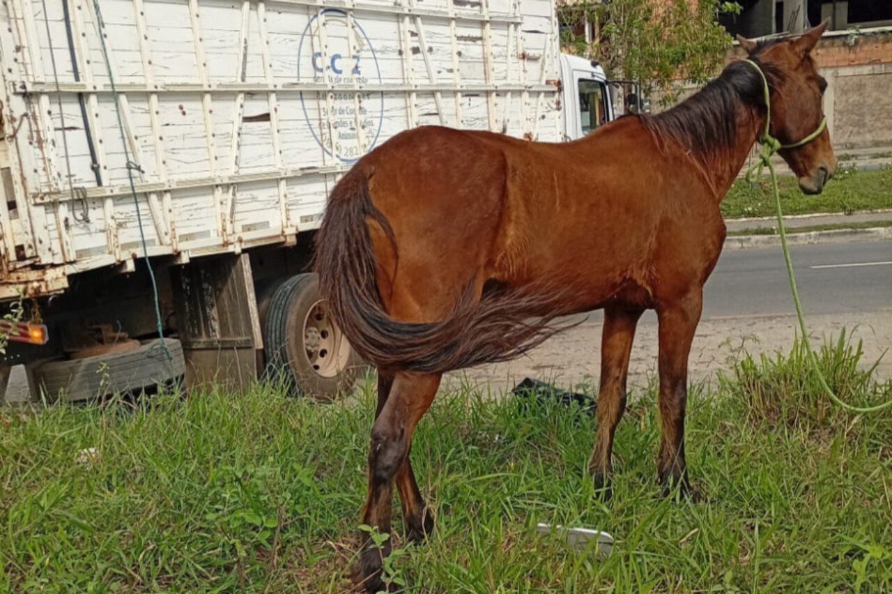 Campos recolheu 163 animais de grande porte desde janeiro; CCZ recebe chamados por telefone