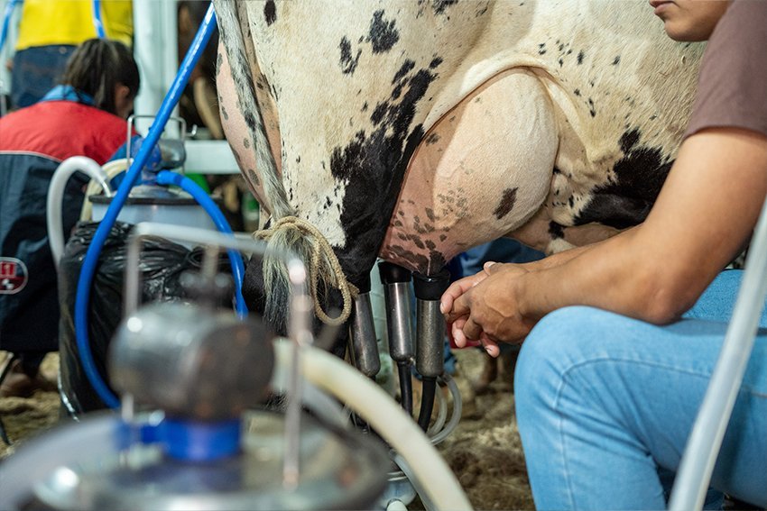 Concurso leiteiro reúne 70 vacas na ExpoAgro de São Francisco de Itabapoana
