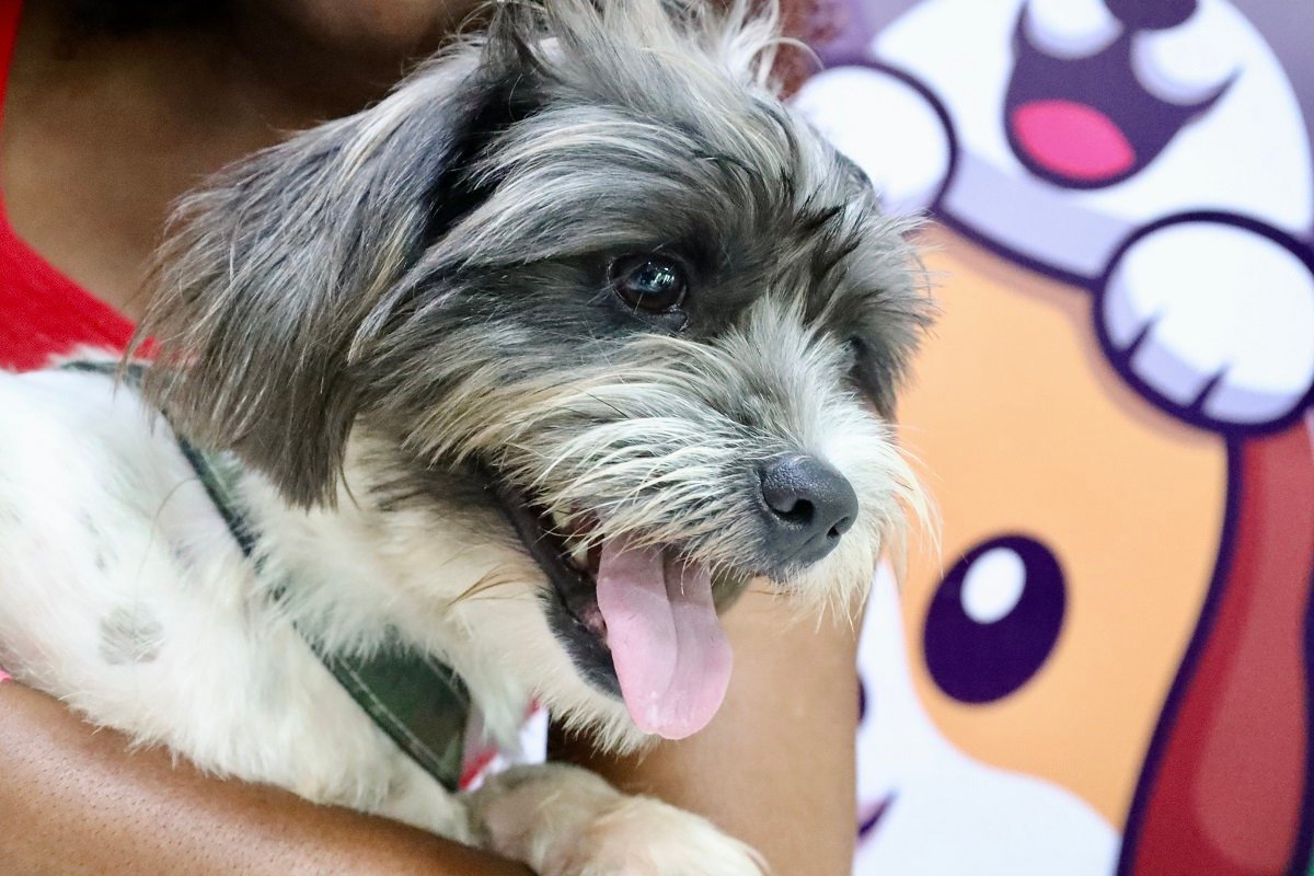 Niterói oferece vacinação e microchipagem gratuitas para cães e gatos em Santa Bárbara